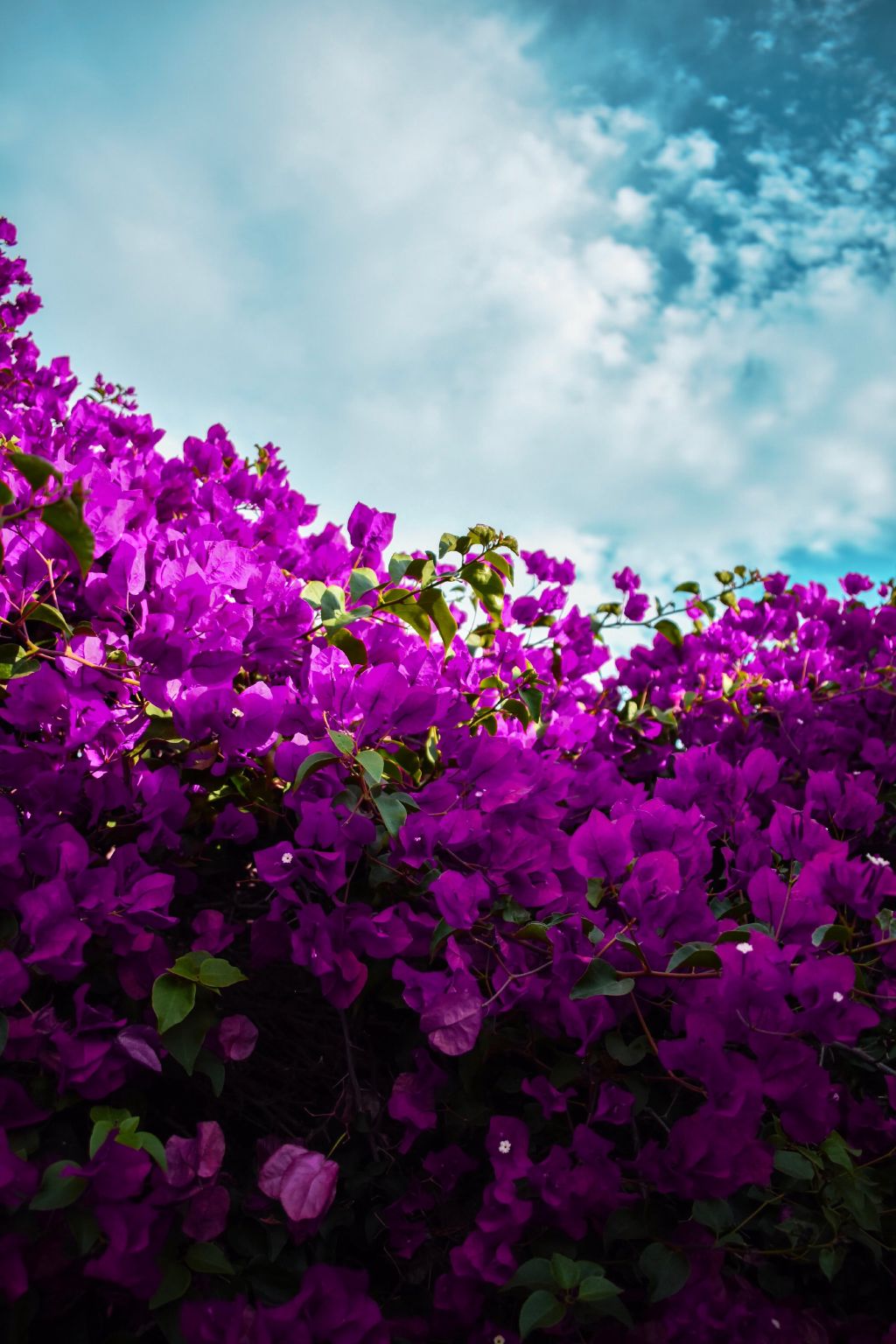 Feed Image